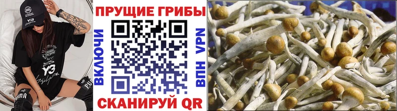 Псилоцибиновые грибы Psilocybe  Шебекино 